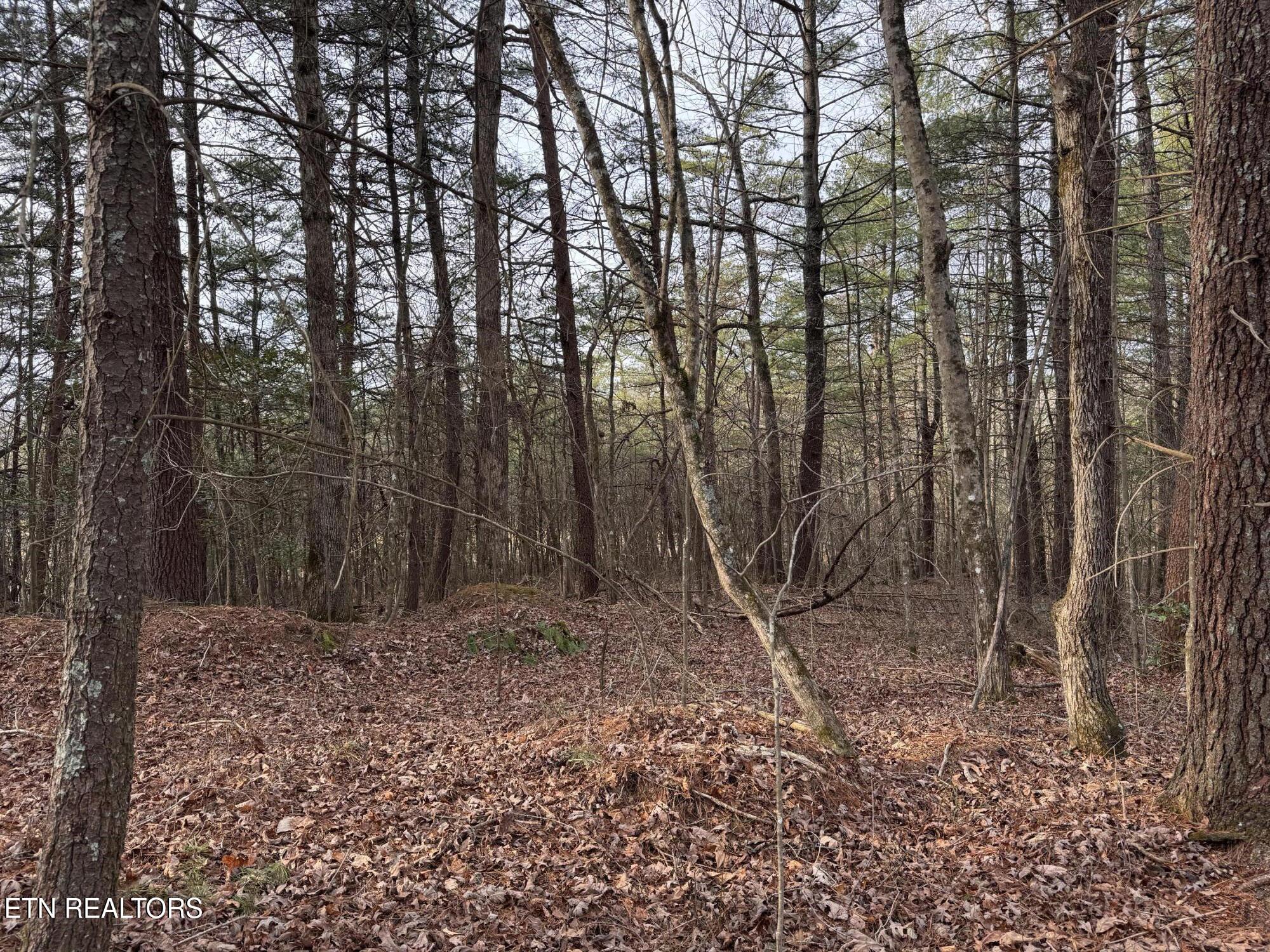 Hollow Lane Oneida, TN 37841 - Photo 19 of 30 IMG_7080