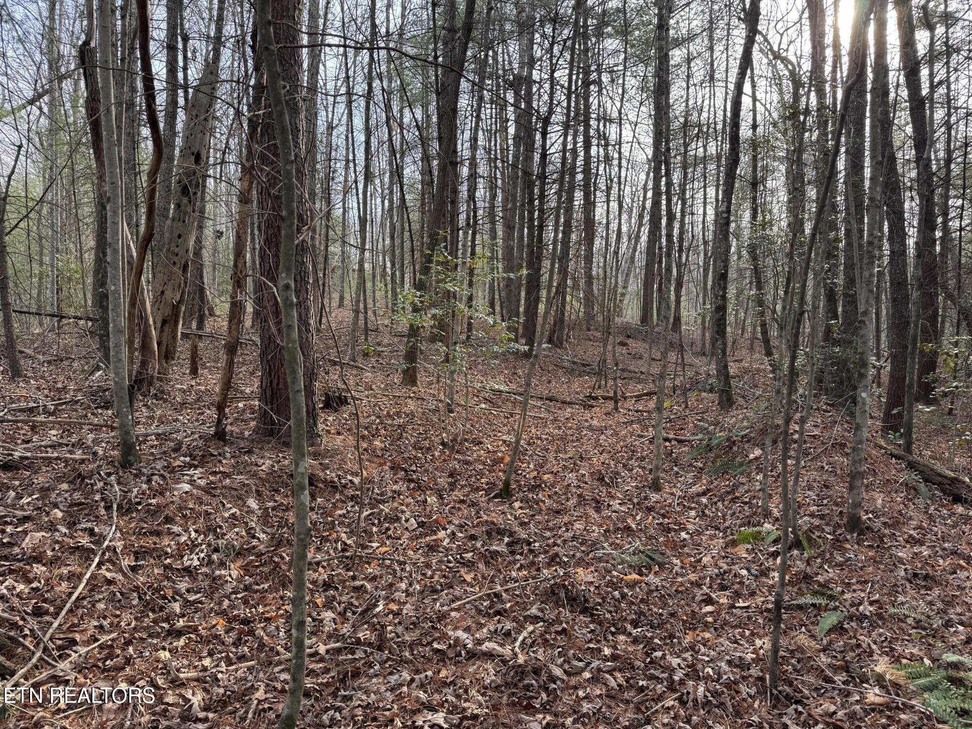 Hollow Lane Oneida, TN 37841 - Photo 20 of 30 IMG_7081