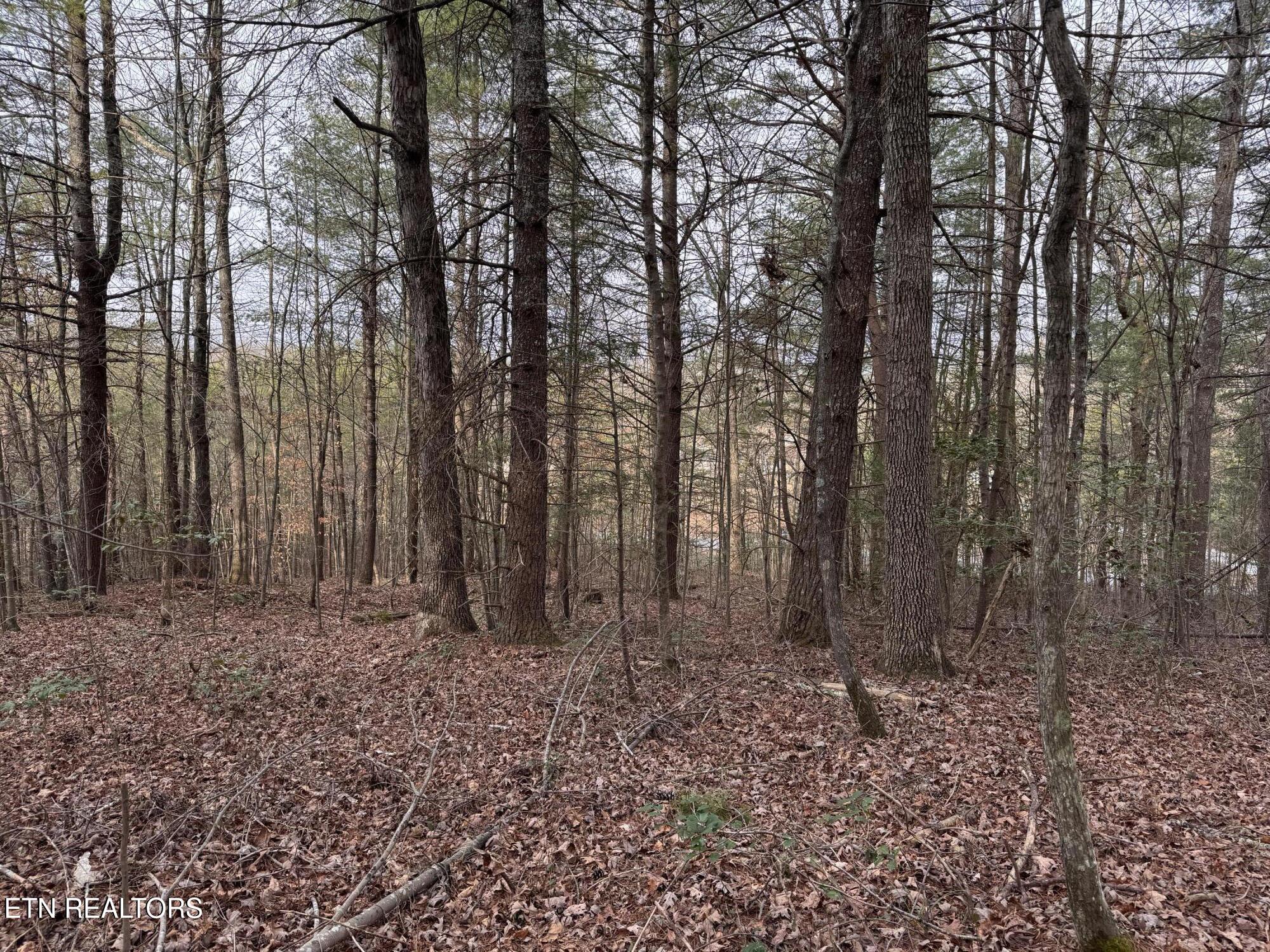 Hollow Lane Oneida, TN 37841 - Photo 22 of 30 IMG_7082