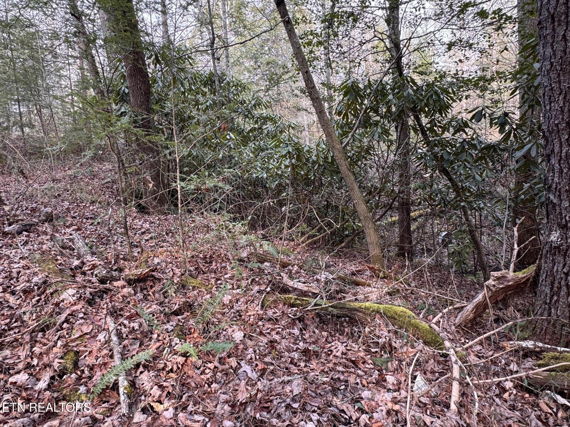 Hollow Lane Oneida, TN 37841 - Photo 23 of 30 IMG_7086