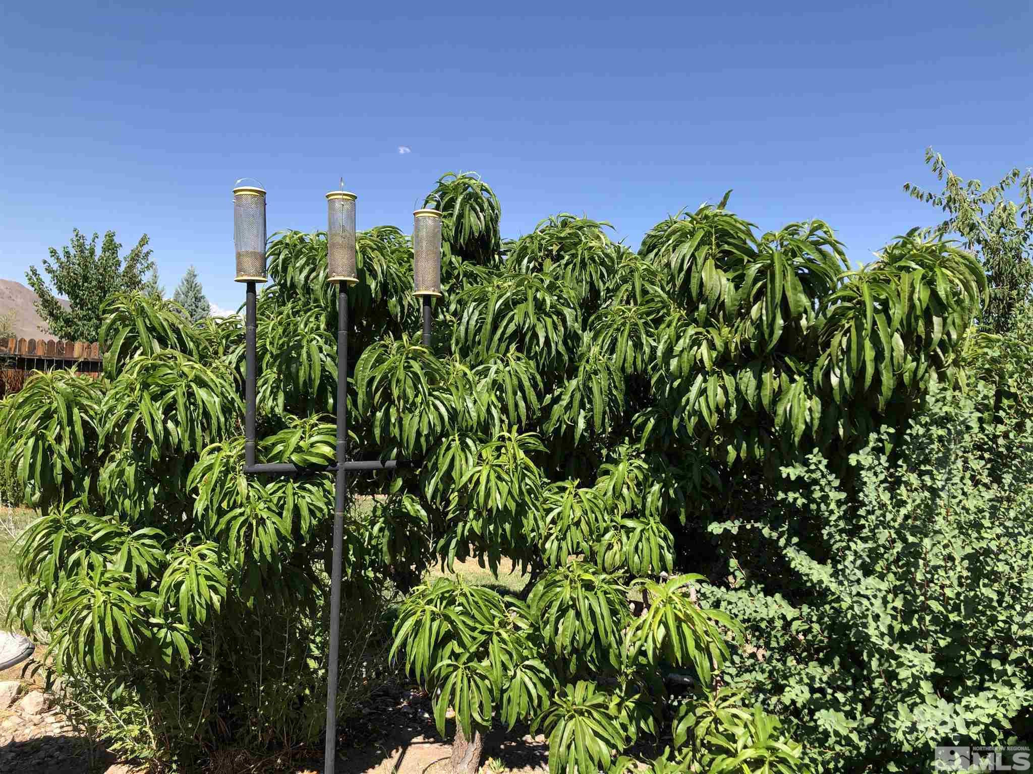 10150 Robilee Court Reno, NV 89521 - Photo 33 of 40 a view of a plant in a garden