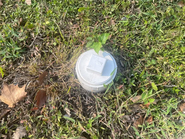 a close up of a plant in a pot
