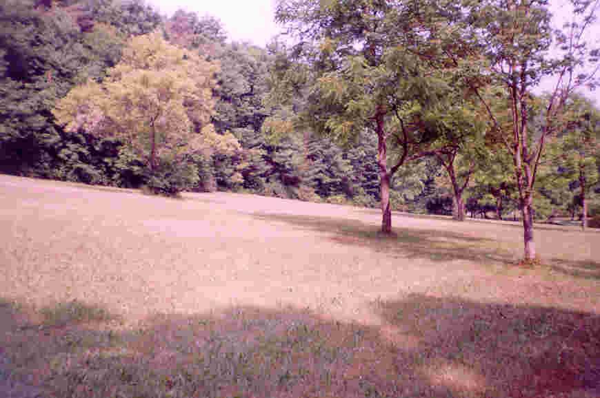 115 Merwinsburg Road Effort, PA 18330 - Photo 5 of 6 a view of empty yard with tree