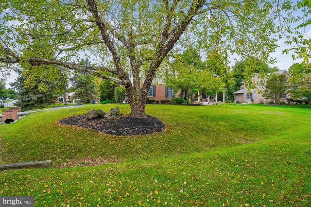 a view of a tree in a yard