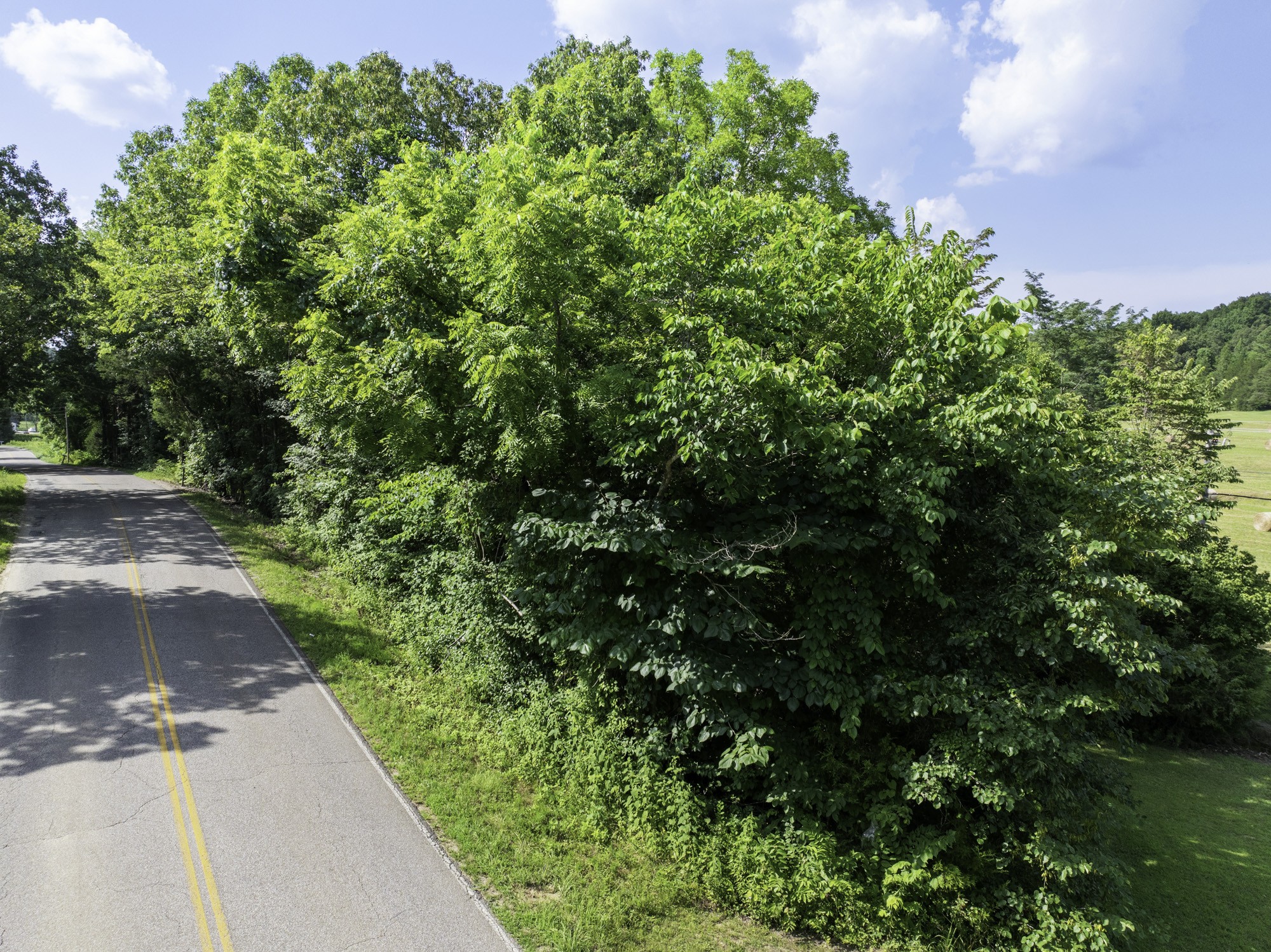 0 Highway 100 Decaturville, TN 38329 - Photo 9 of 15 a view of a yard with plants and a trees