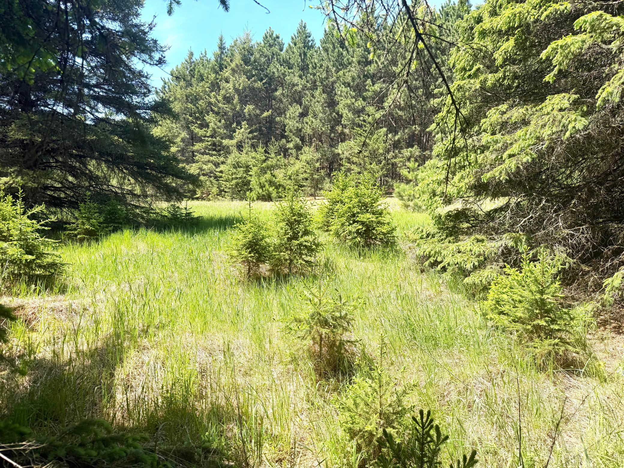 Tbd-20-ac Sleepy Hollow Road Fort Ripley, MN 56449 - Photo 22 of 27
