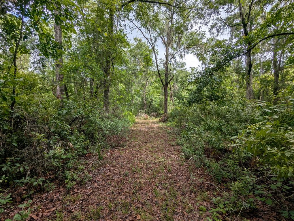 91st Street Alachua, FL 32615 - Photo 30 of 36 a view of a forest with trees in the background