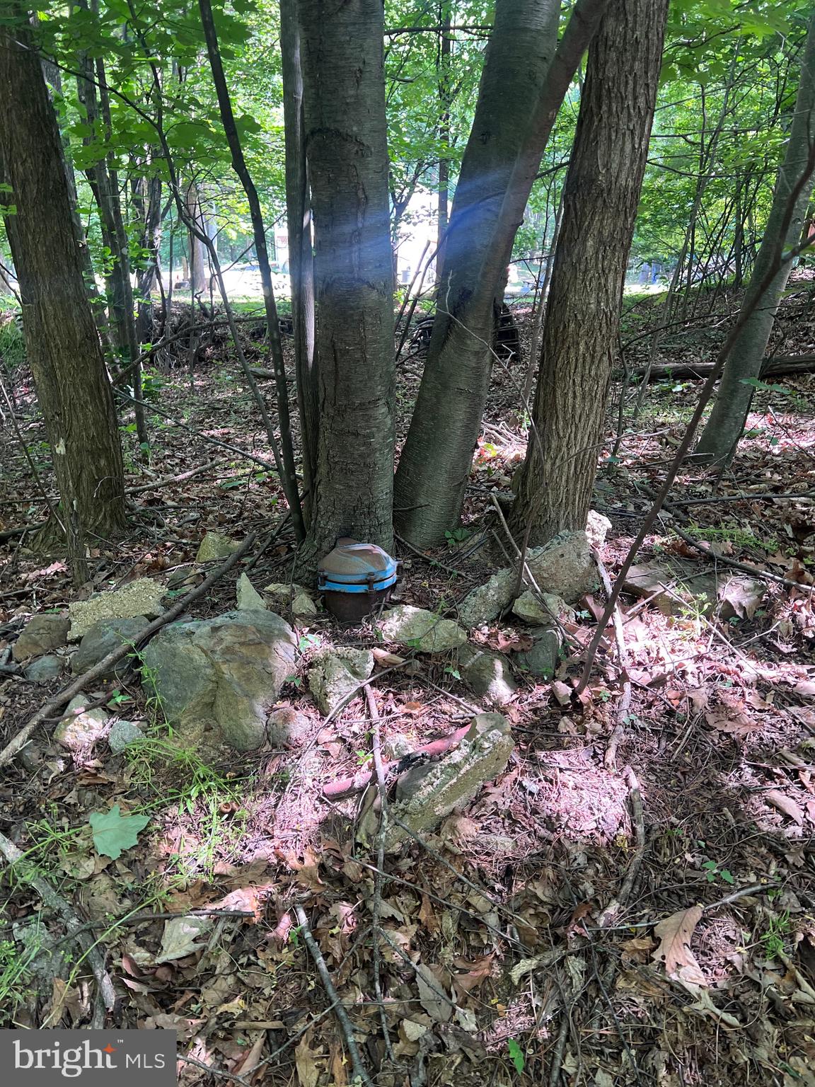 Tbd Brill Road Star Tannery, VA 22654 - Photo 8 of 13