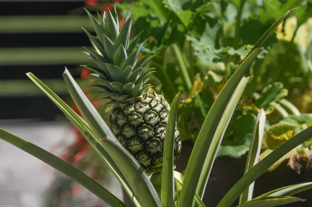 $11,200,000 | 14844 Palmwood Road, Palm Beach Gardens, FL 33410