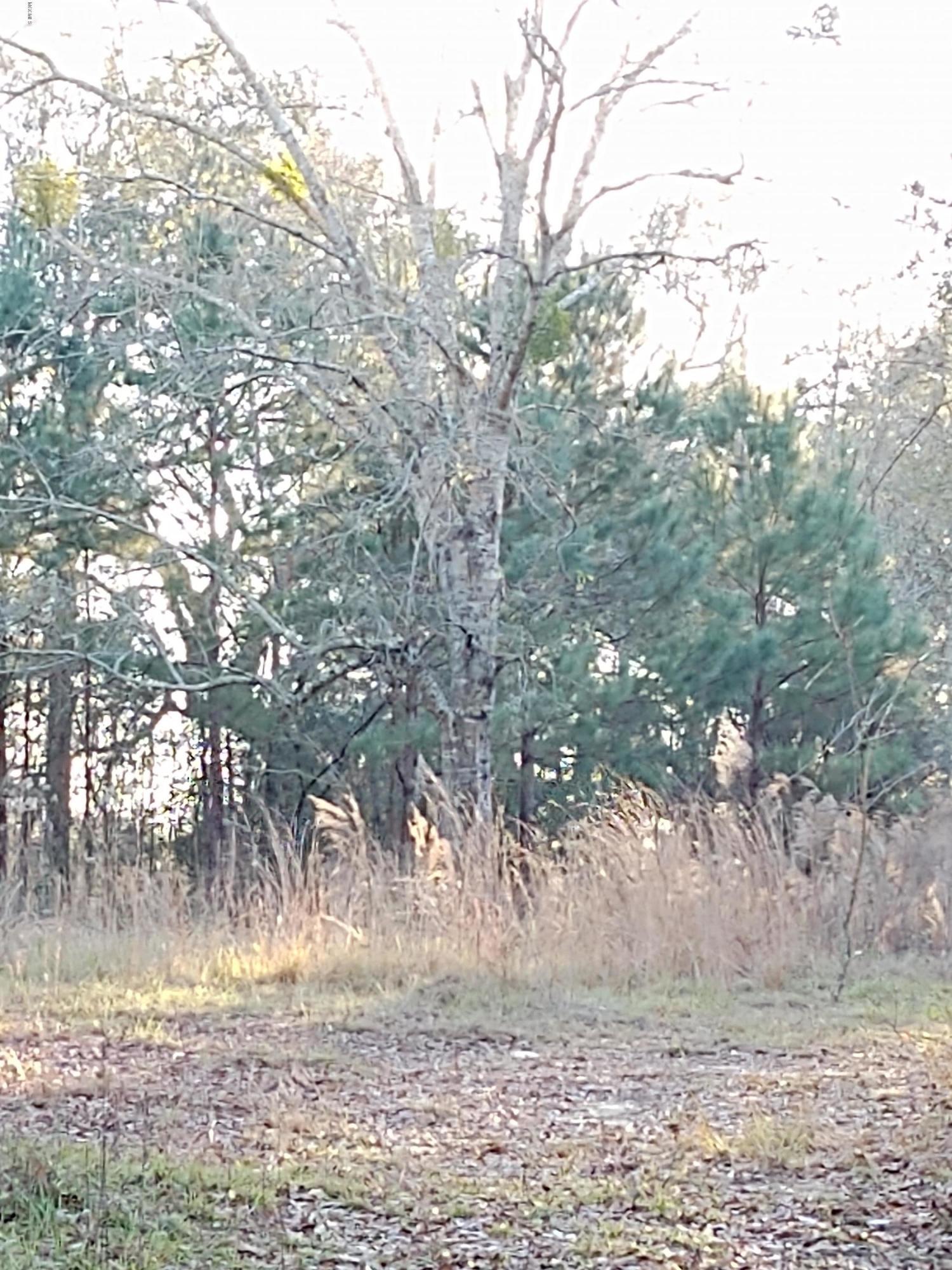 25 Sandy Smith Road Poplarville, MS 39470 - Photo 13 of 13 IMG_20191230_160956016