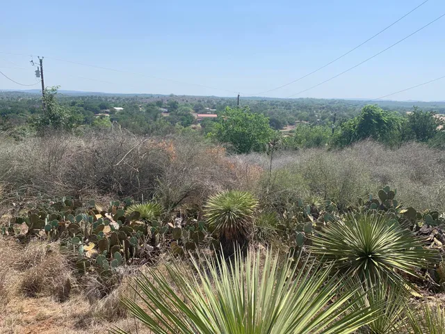a view of a forest filled with trees