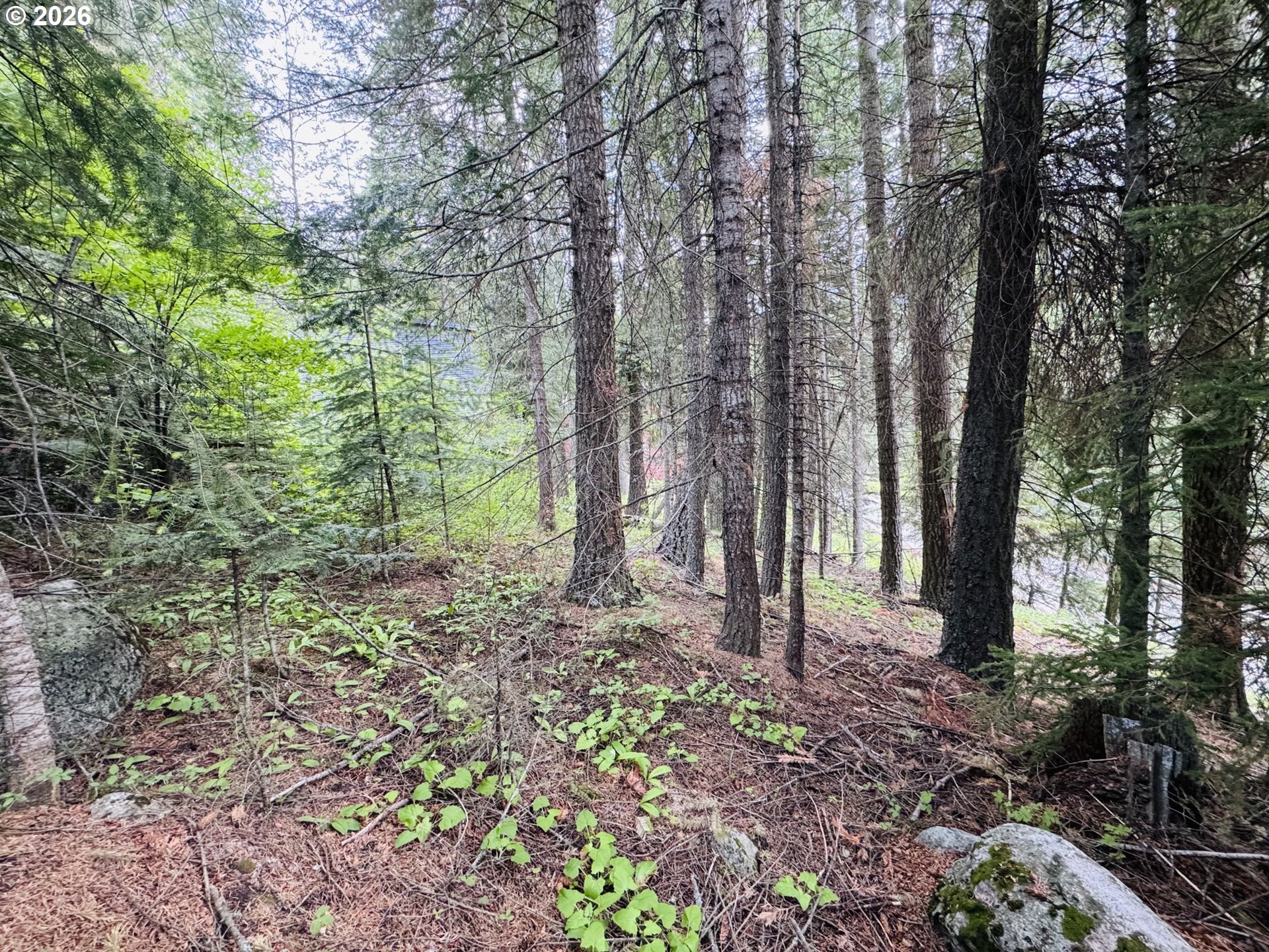 0 Forest Dell Road Joseph, OR 97846 - Photo 14 of 18