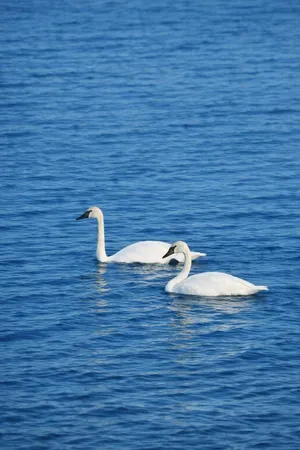 $1,290,000 | 7738 North Indian Lake Drive, Scotts, MI 49088