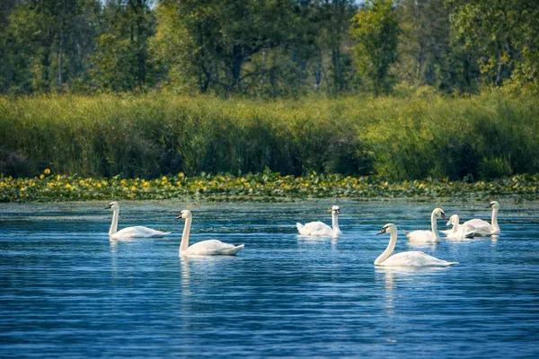 $1,290,000 | 7738 North Indian Lake Drive, Scotts, MI 49088