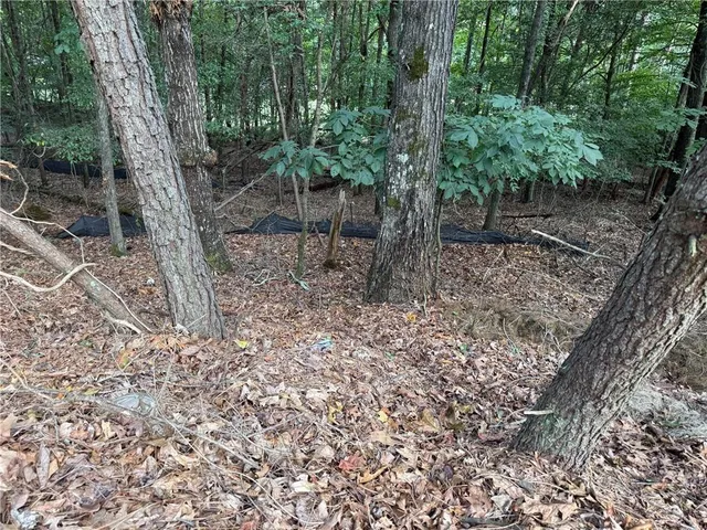 a view of a forest filled with trees