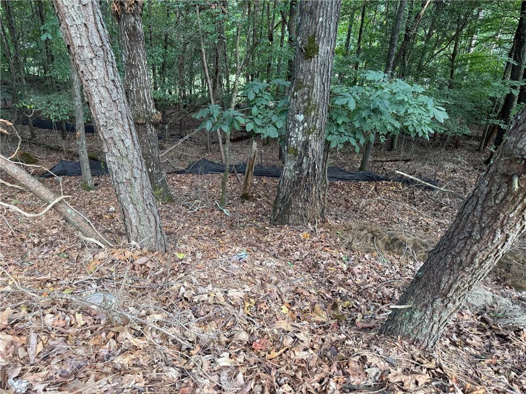 3524 Lake Ridge Drive Gainesville, GA 30506 - Photo 3 of 8 a view of a forest filled with trees