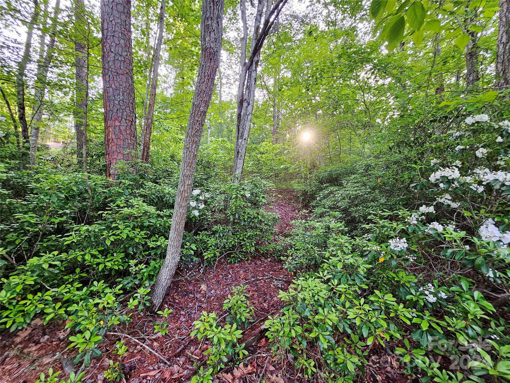 Tbd Tbd Parkway Rd Mill Spring Mill Spring, NC 28756 - Photo 17 of 36 a view of a garden with plants and trees