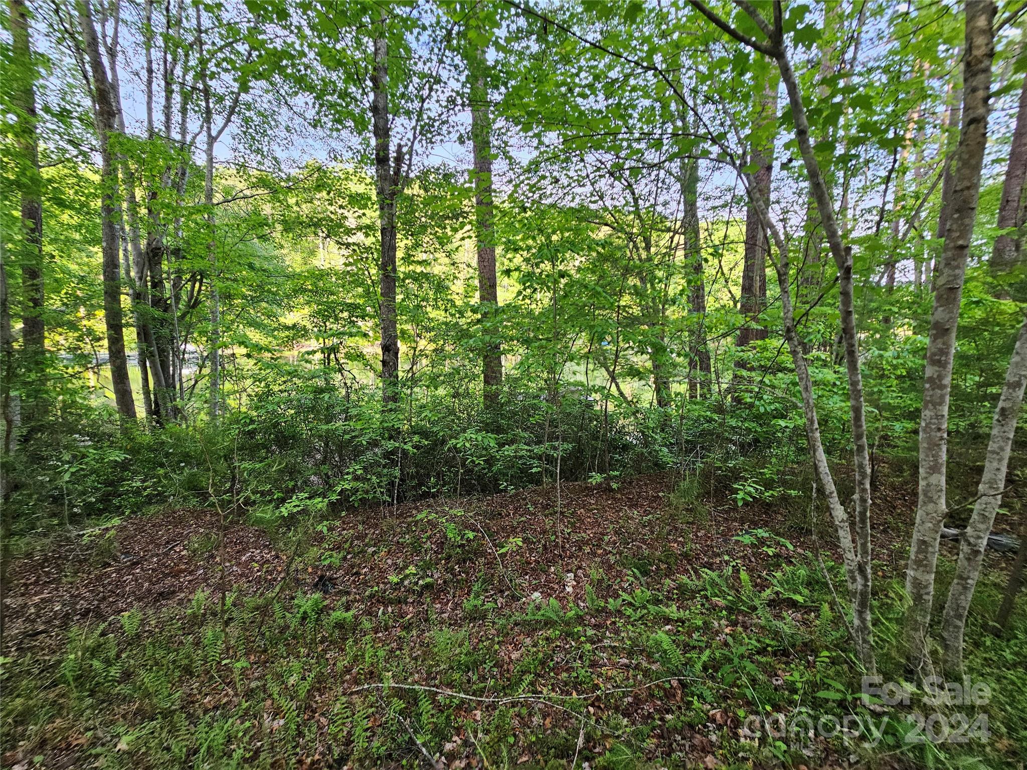 Tbd Tbd Parkway Rd Mill Spring Mill Spring, NC 28756 - Photo 23 of 36 a view of a forest with trees