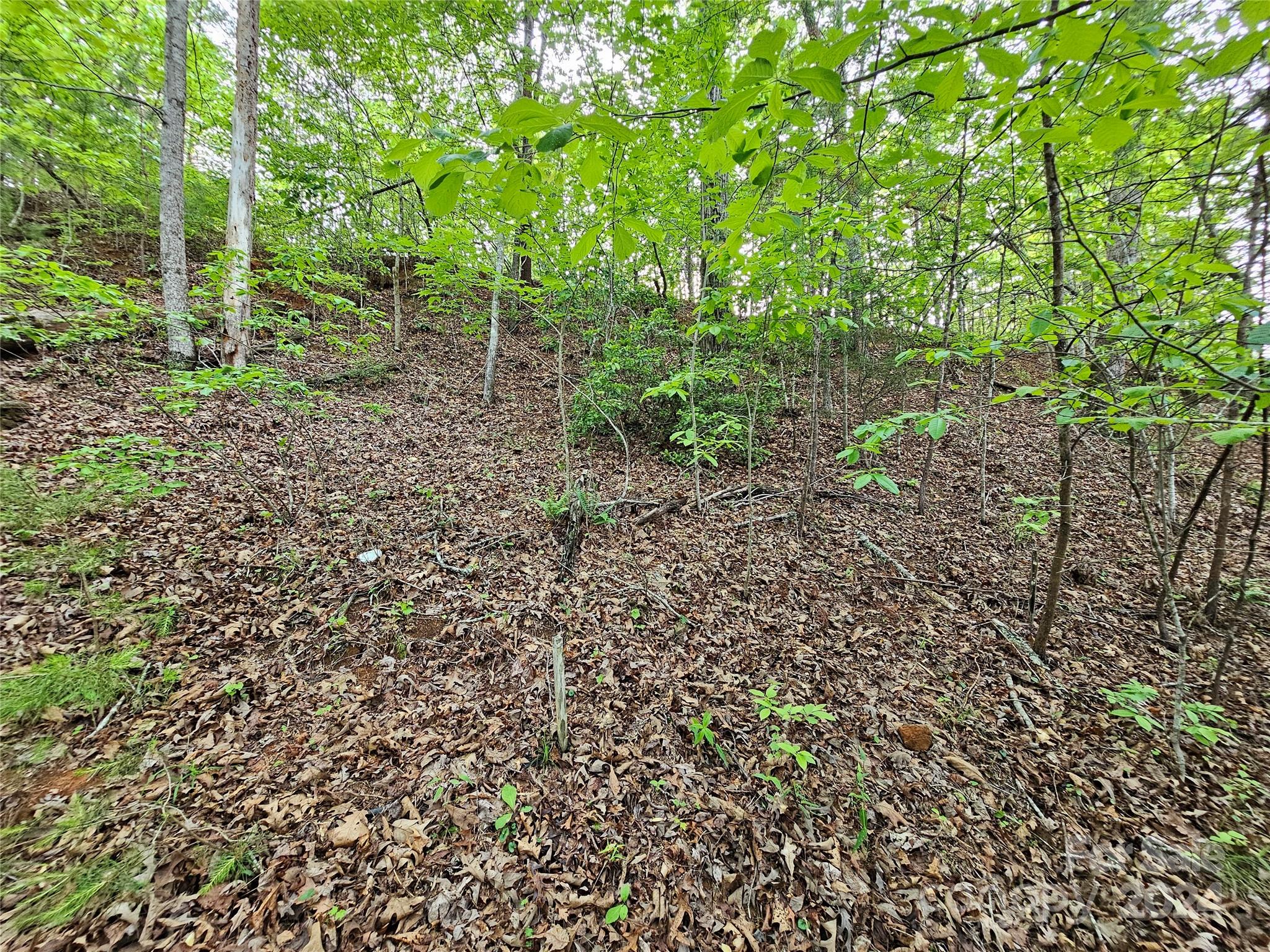 Tbd Tbd Parkway Rd Mill Spring Mill Spring, NC 28756 - Photo 26 of 36 a view of a forest that has a tree