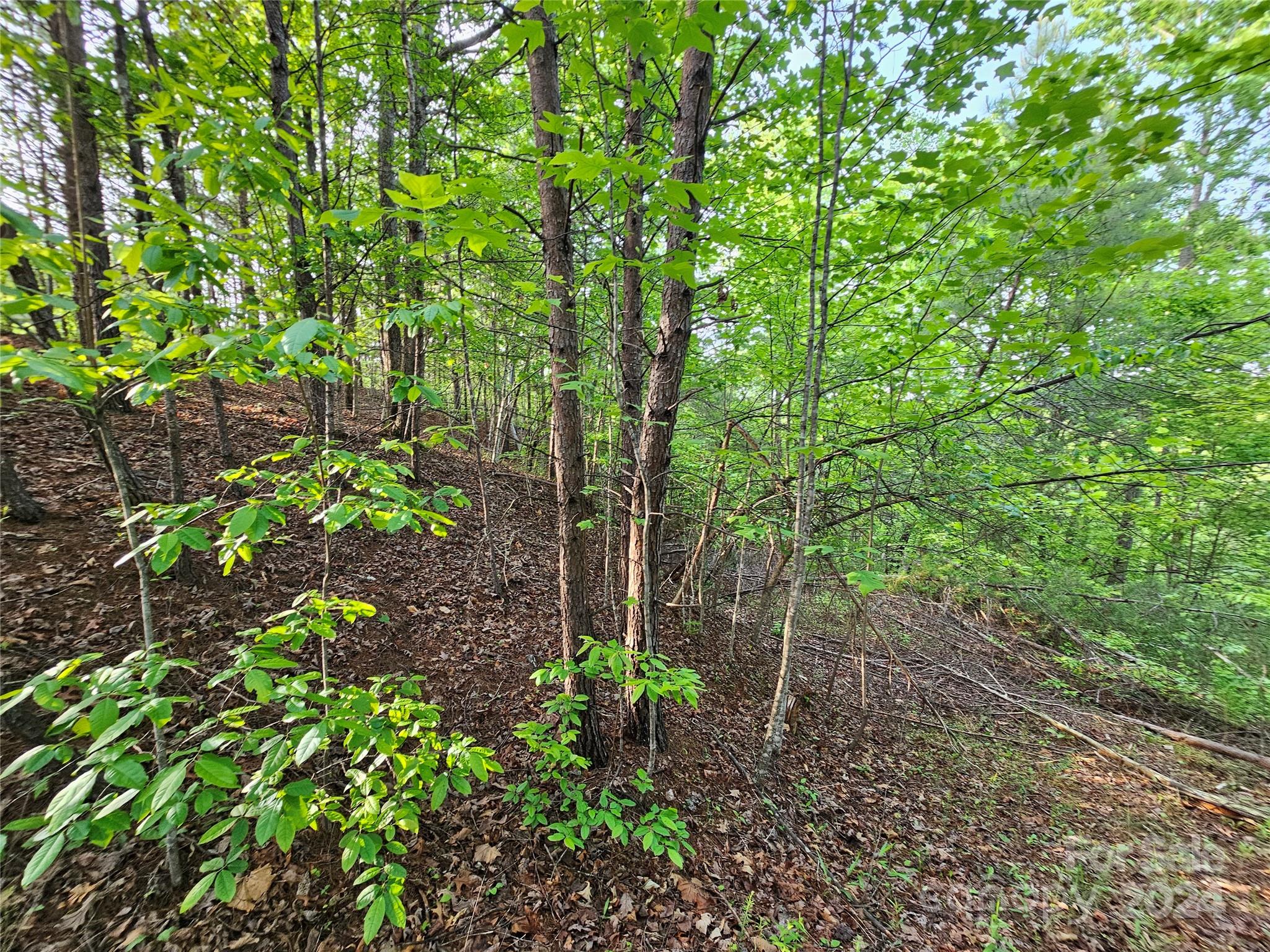 Tbd Tbd Parkway Rd Mill Spring Mill Spring, NC 28756 - Photo 29 of 36 a backyard of a house with lots of green space and garden