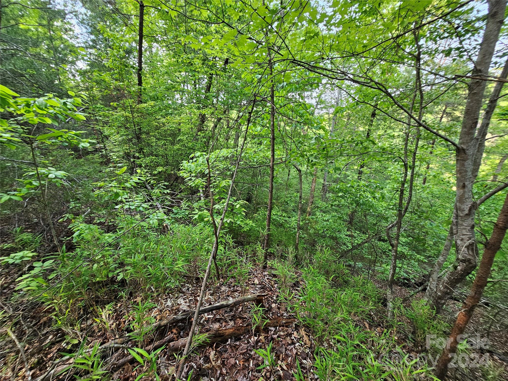 Tbd Tbd Parkway Rd Mill Spring Mill Spring, NC 28756 - Photo 30 of 36 a view of a lush green forest