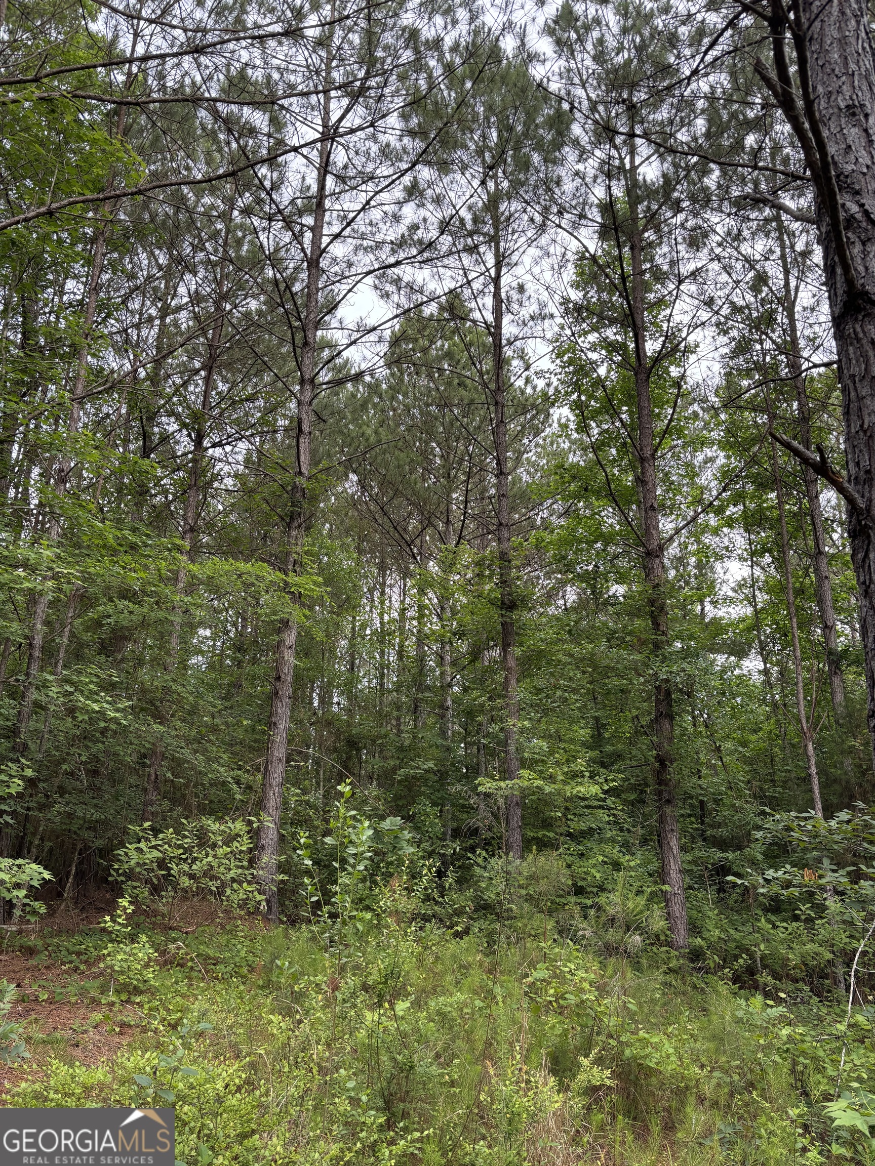 0 County Road 193 Valley, AL 36854 - Photo 10 of 23