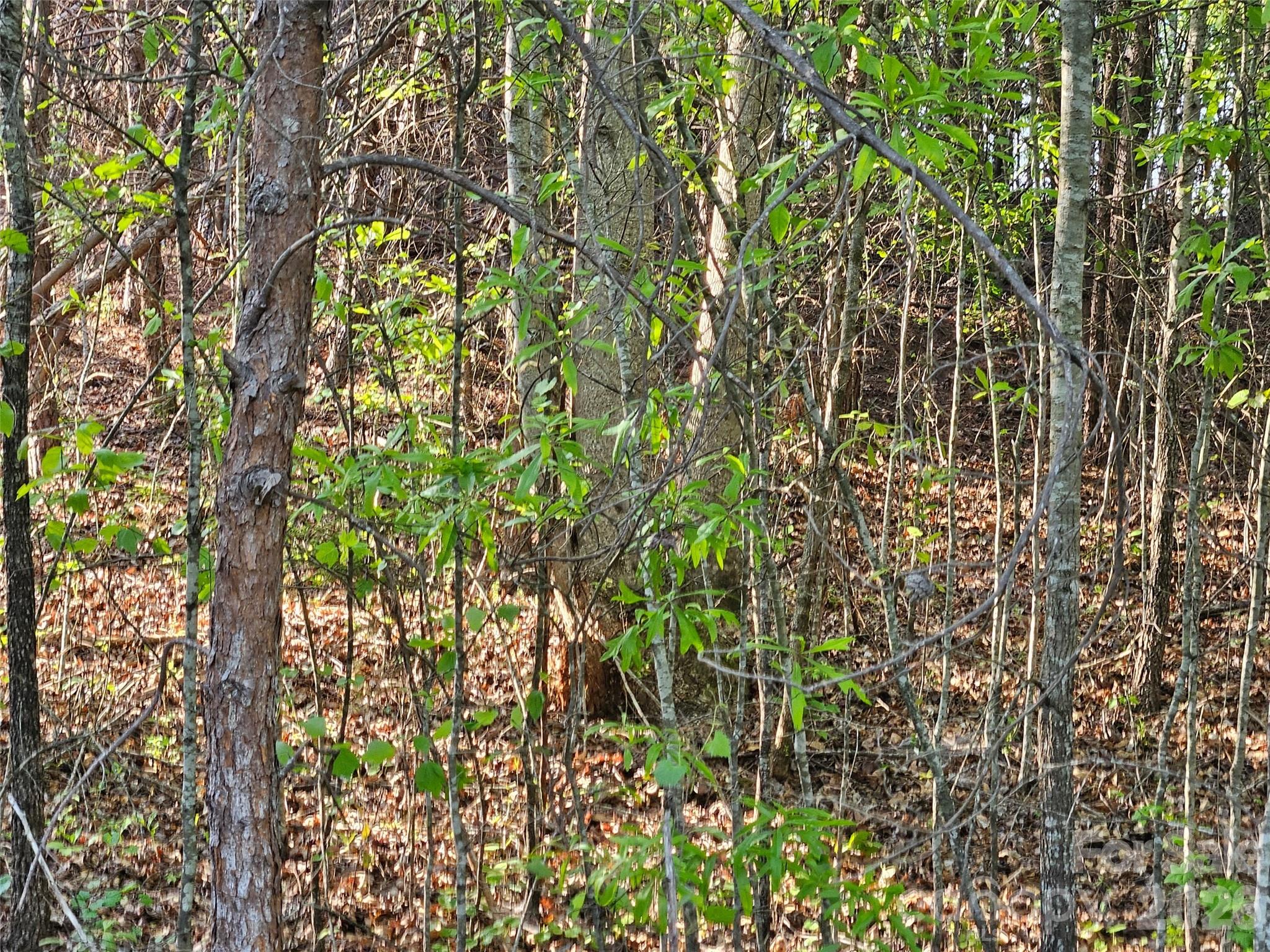 0 Old Hollis Road, Unit 2 Ellenboro, NC 28040 - Photo 10 of 15