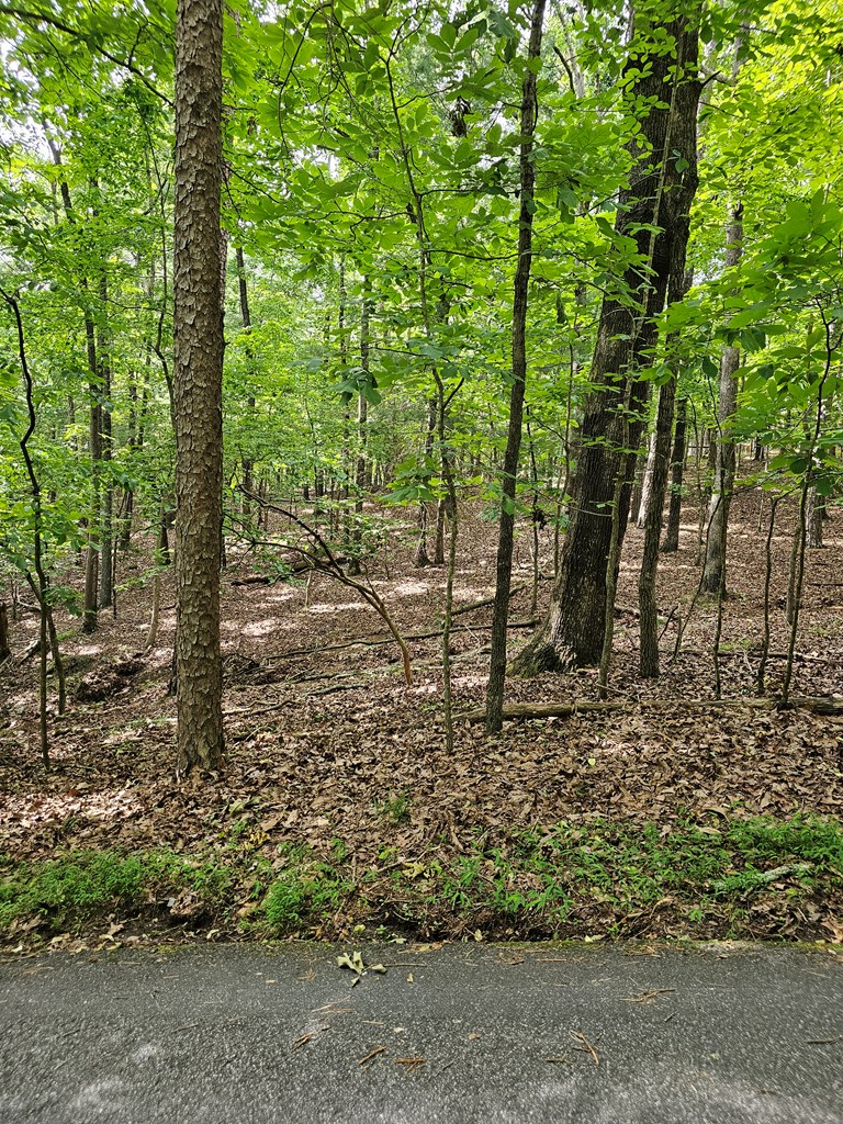 175 Misty Hollow Road Ellijay, GA 30536 - Photo 3 of 24 Gallery Image 3