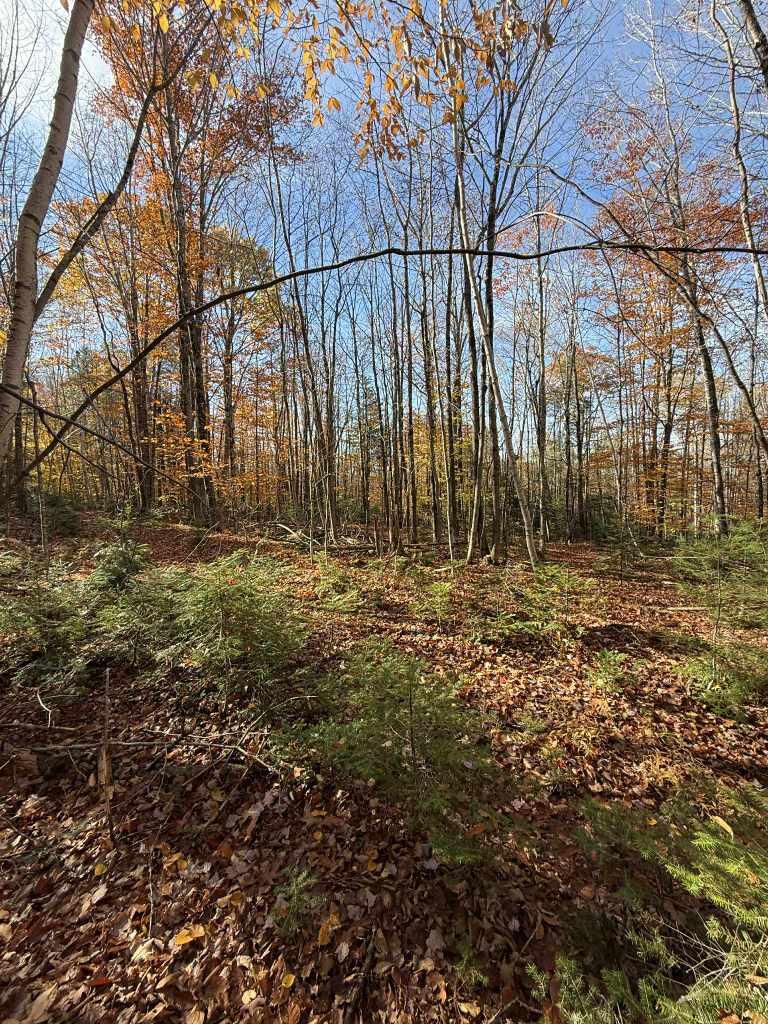 Lot 006 Ramsdell Road Farmington, ME 04938 - Photo 4 of 7