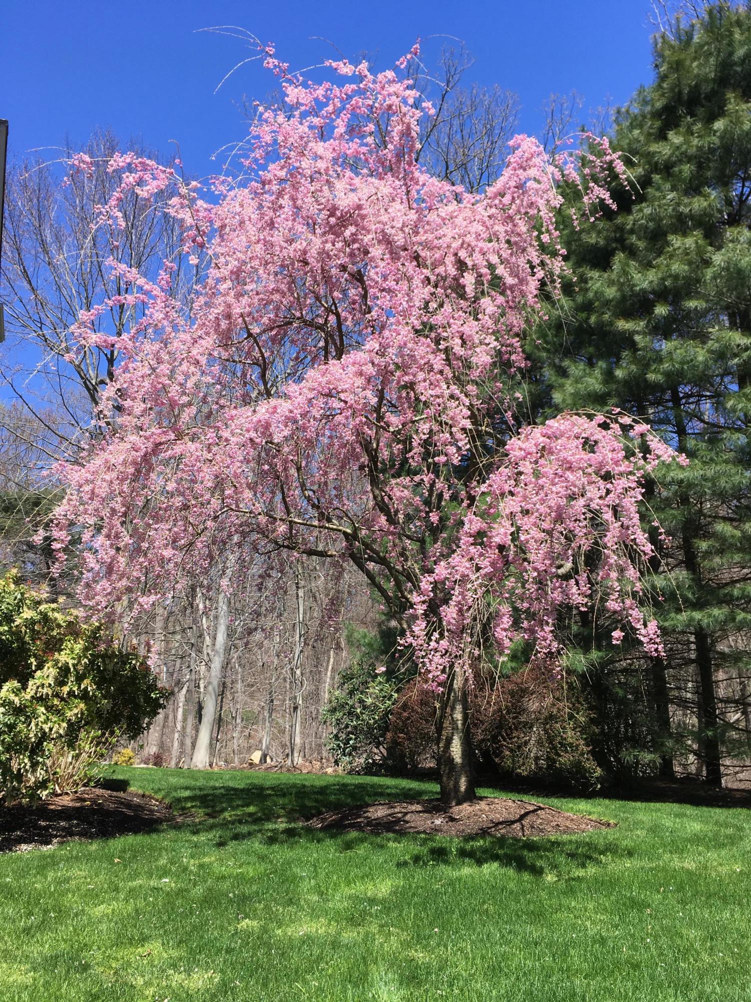 440 Michigan Road New Canaan, CT 06840 - Photo 47 of 52 440M pink tree