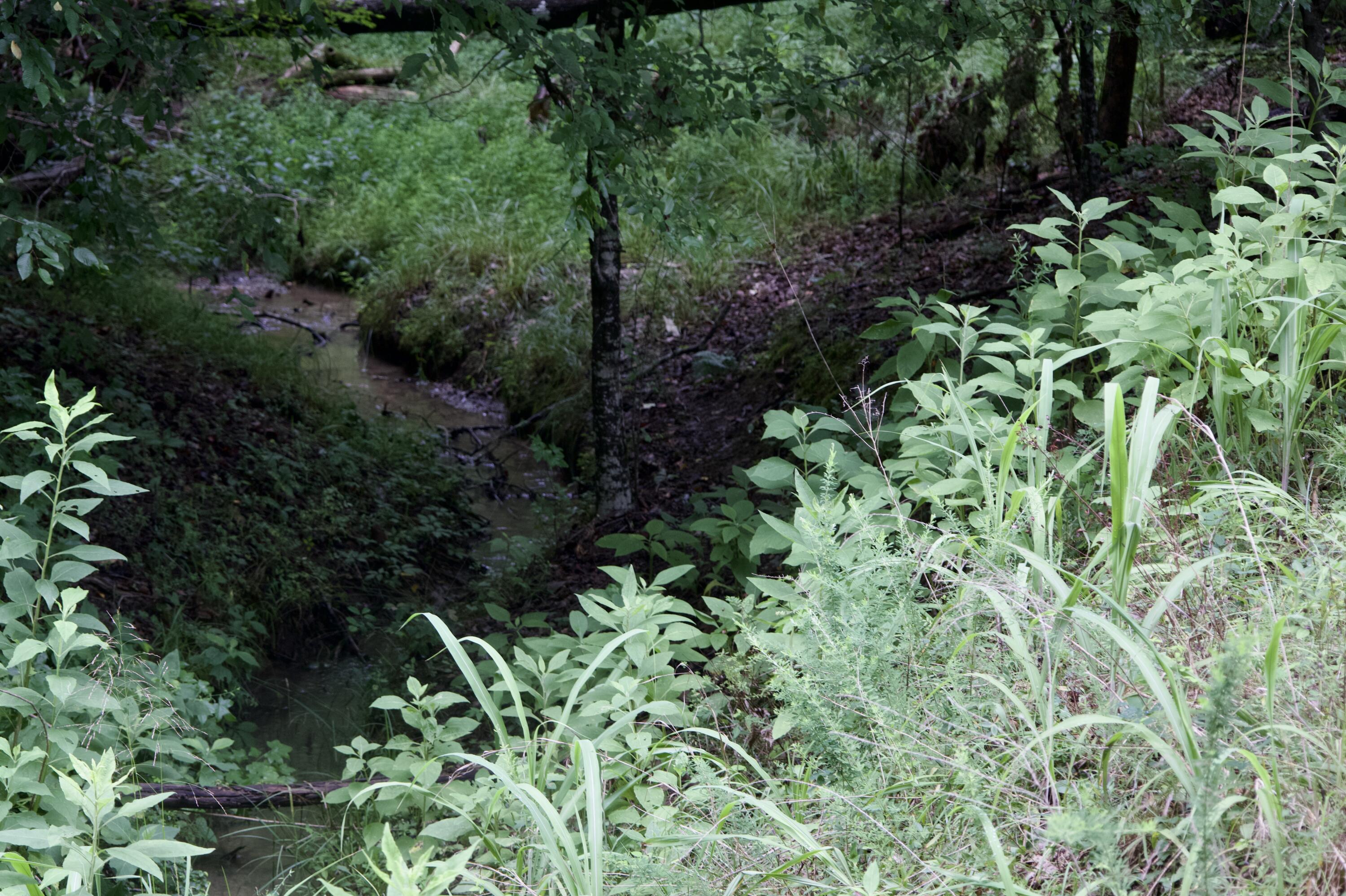 0 Apollo Drive Spring City, TN 37381 - Photo 45 of 56 4I0A5340