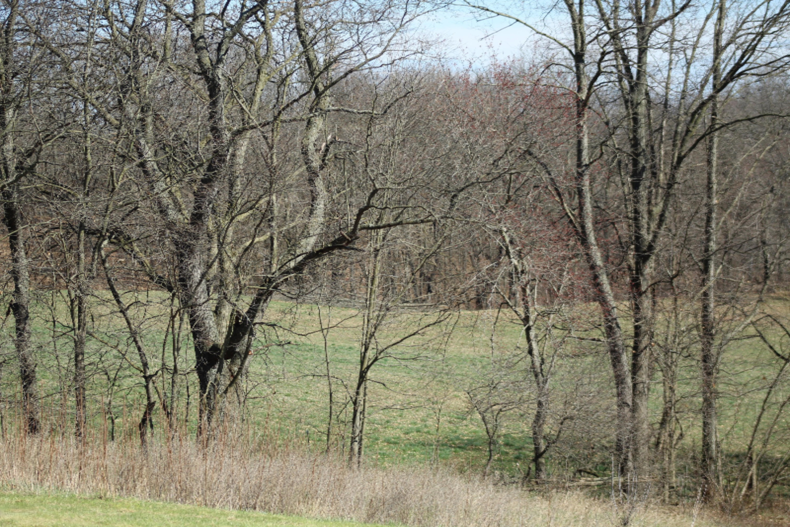 9984 Jones Road Bellevue, MI 49021 - Photo 42 of 47 IMG_3164