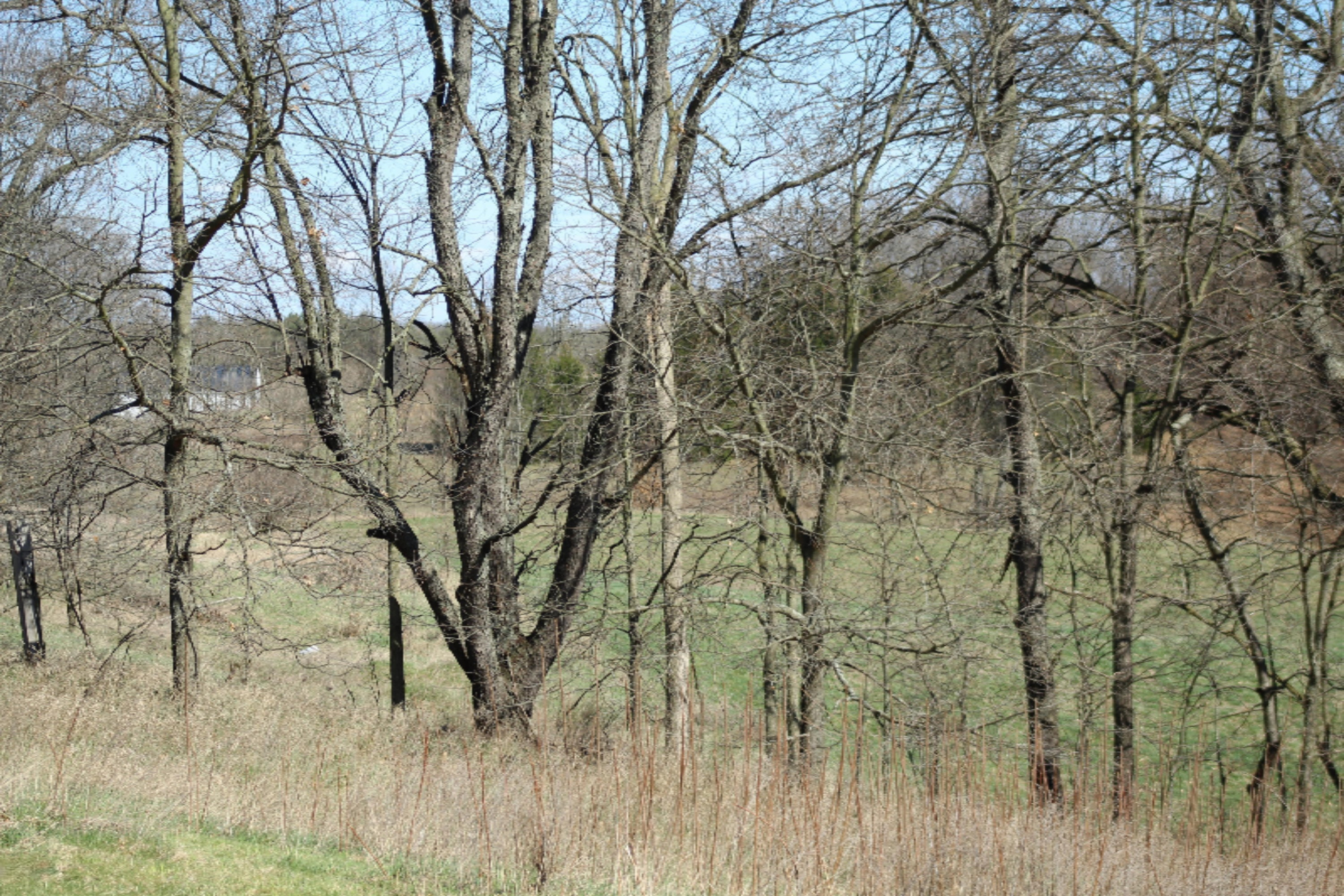 9984 Jones Road Bellevue, MI 49021 - Photo 43 of 47 IMG_3167