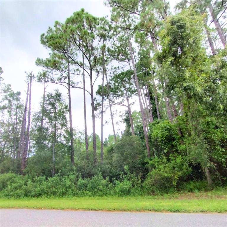116 Wayburn Street Georgetown, FL 32139 - Photo 4 of 4 a view of forest