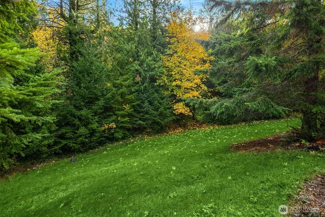 a view of a yard with plants and large trees
