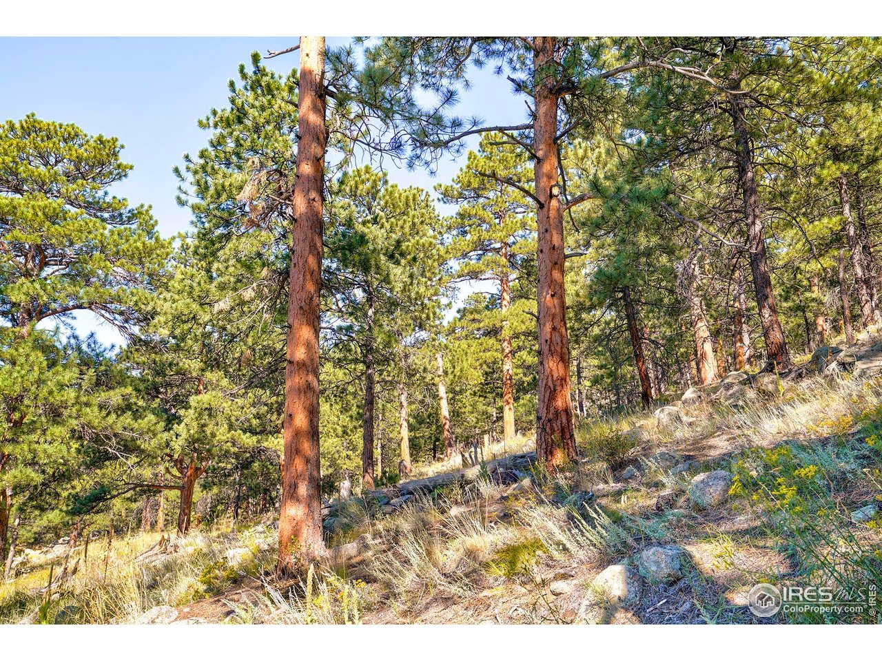 695 Cutter Lane Boulder, CO 80302 - Photo 28 of 39 a picture of a tree