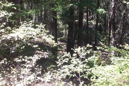 824 Jessup Gulch Road Lewiston, CA 96052 - Photo 1 of 8 a view of tree