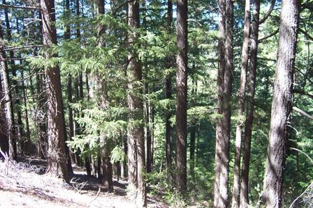 824 Jessup Gulch Road Lewiston, CA 96052 - Photo 2 of 8 a view of forest