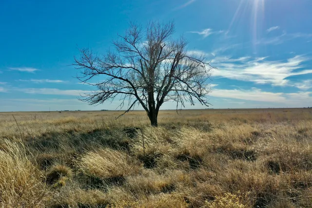 a view of a yard with an trees