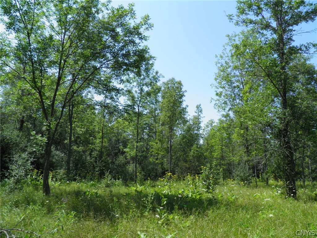 0 Benton Road Henderson, NY 13650 - Photo 1 of 1 Open areas with ash