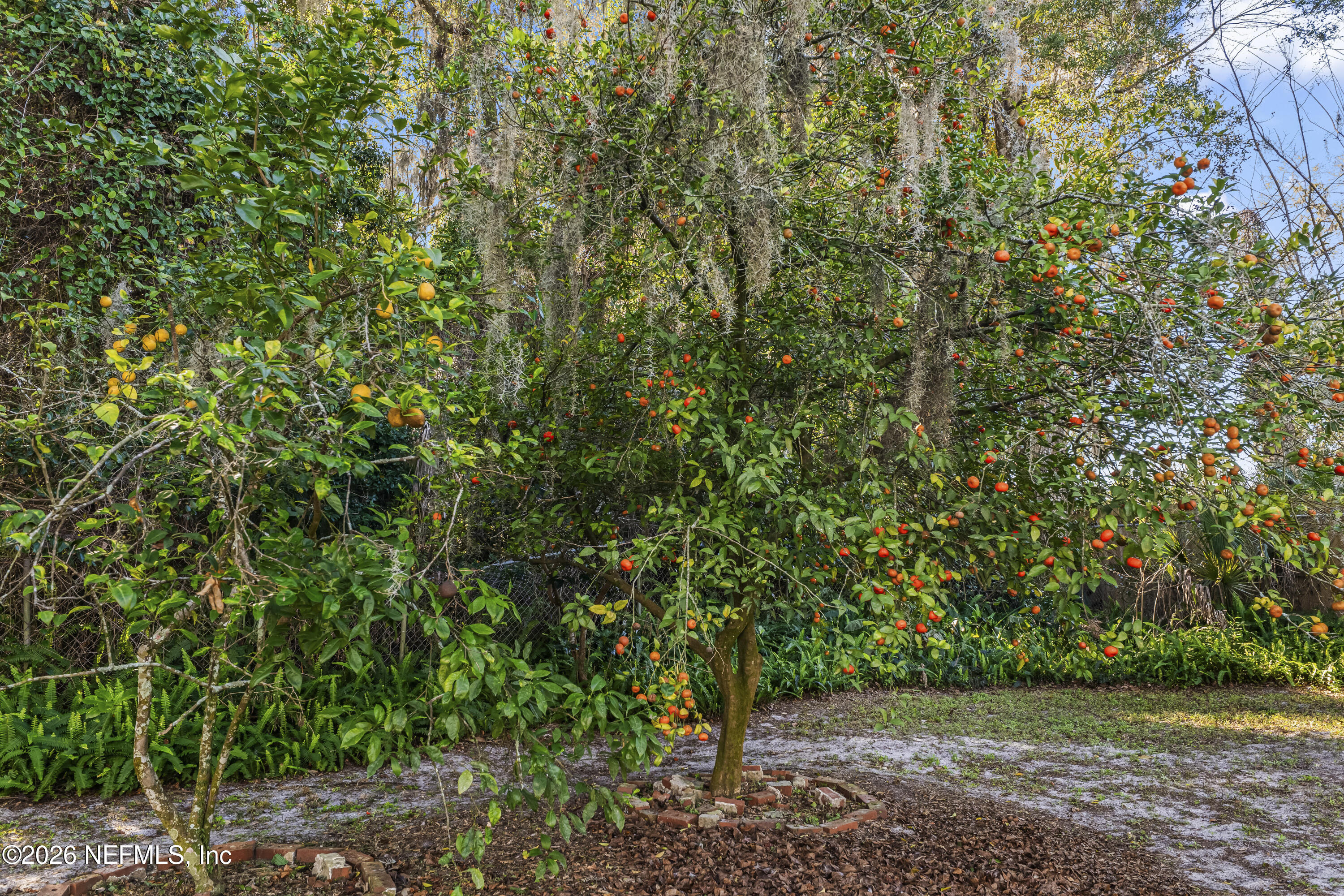 10612 Fort Caroline Road Jacksonville, FL 32225 - Photo 47 of 51 a view of a yard with a trees