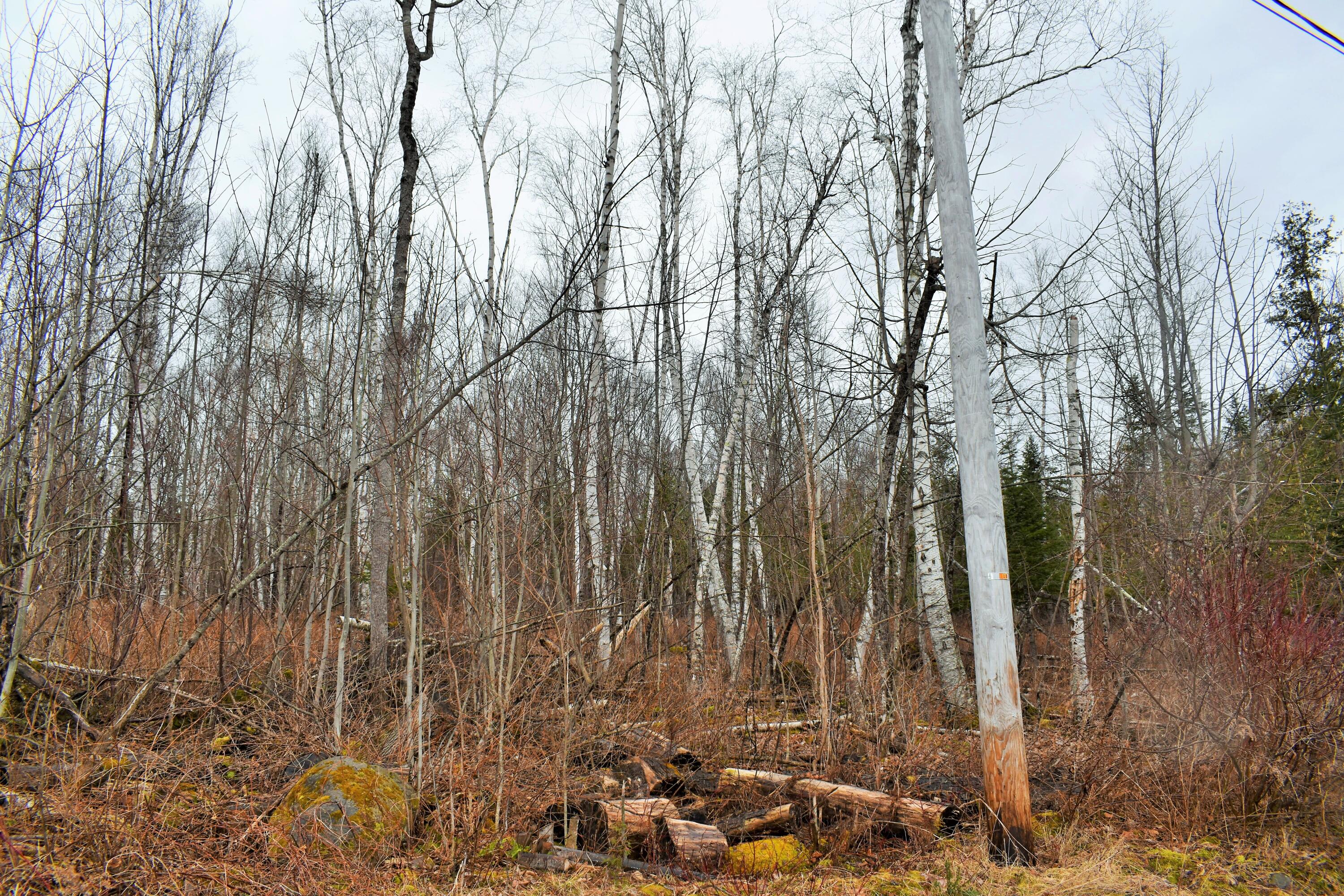 90 Cotta Lane St. Albans, ME 04971 - Photo 11 of 24 DSC_0418