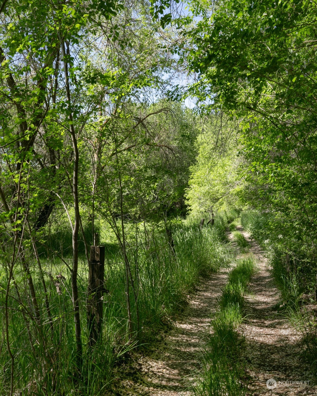 0 Collins Road Selah, WA 98942 - Photo 8 of 14 a view of a lush green forest