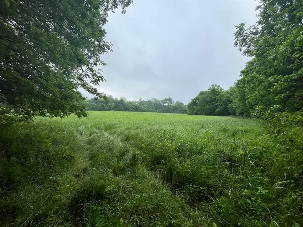 a view of a field with large trees
