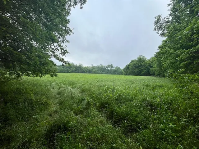 a view of a field with large trees