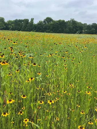 a view of a lake with houses in the background