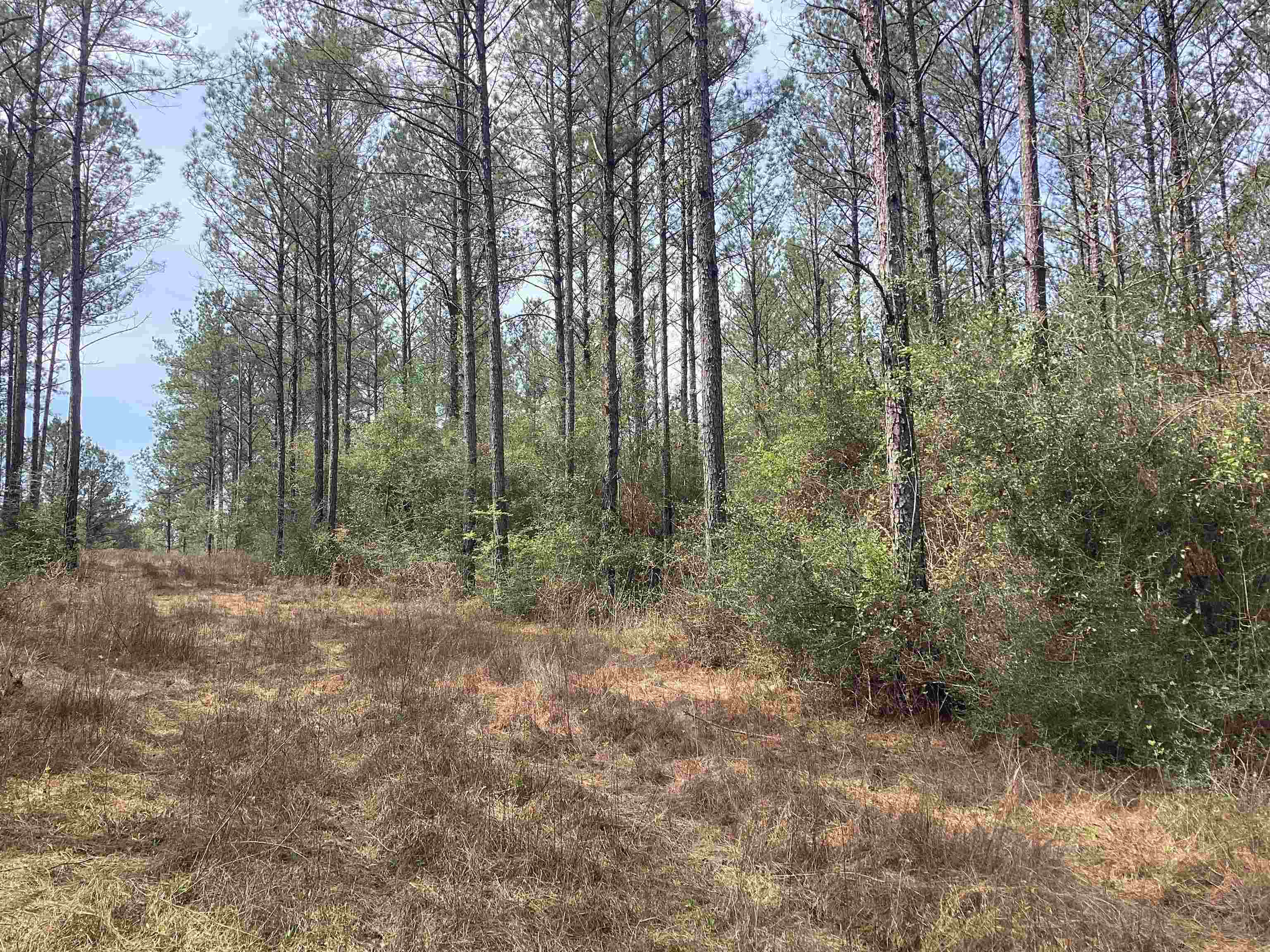 320 Co Road Andalusia, AL 36421 - Photo 16 of 28 Gallery Image 16
