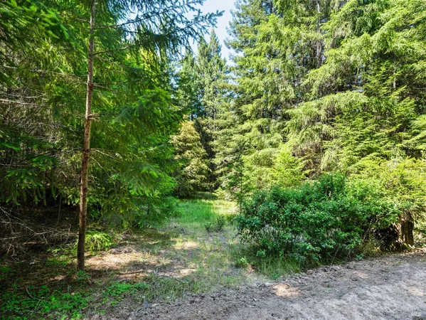 a view of a forest with a tree in the background