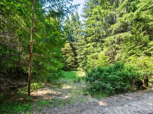 a view of a forest with a tree in the background