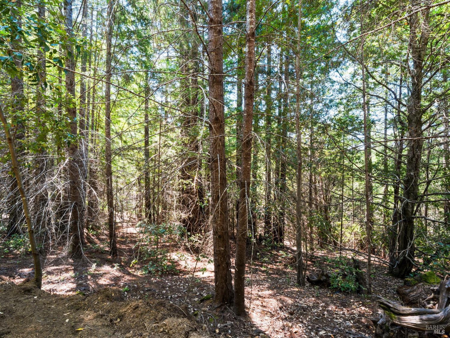 0 Panorama Way Philo, CA 95466 - Photo 3 of 5 a view of forest